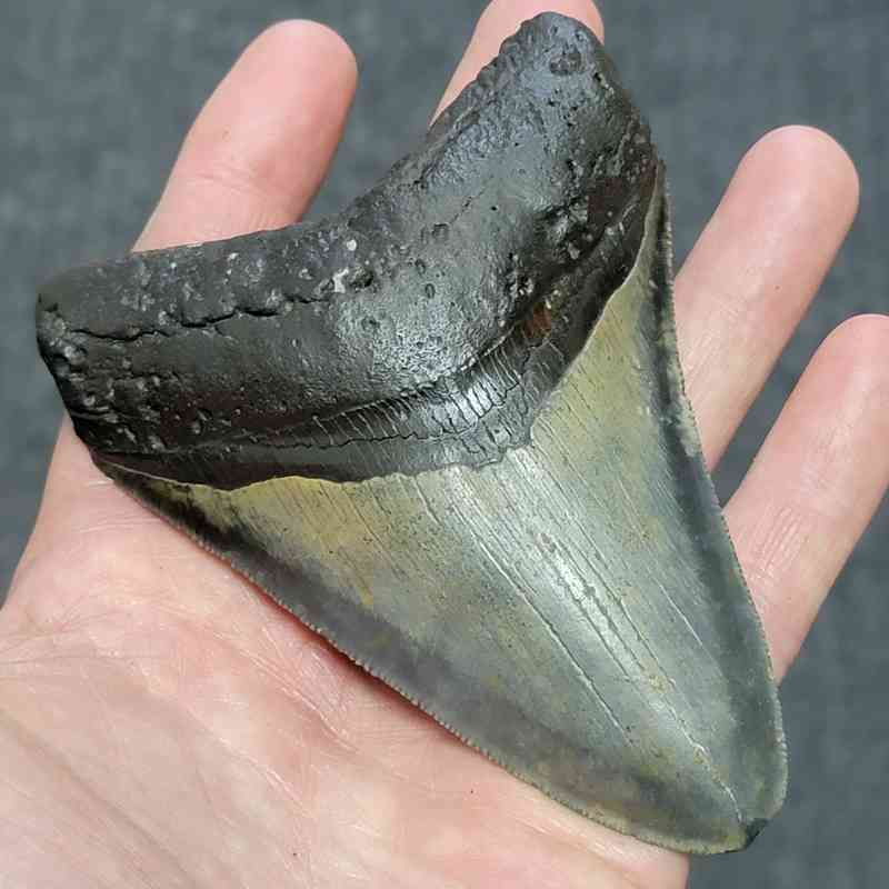 Megalodon Shark Tooth - STCOM4-42 - Image 2