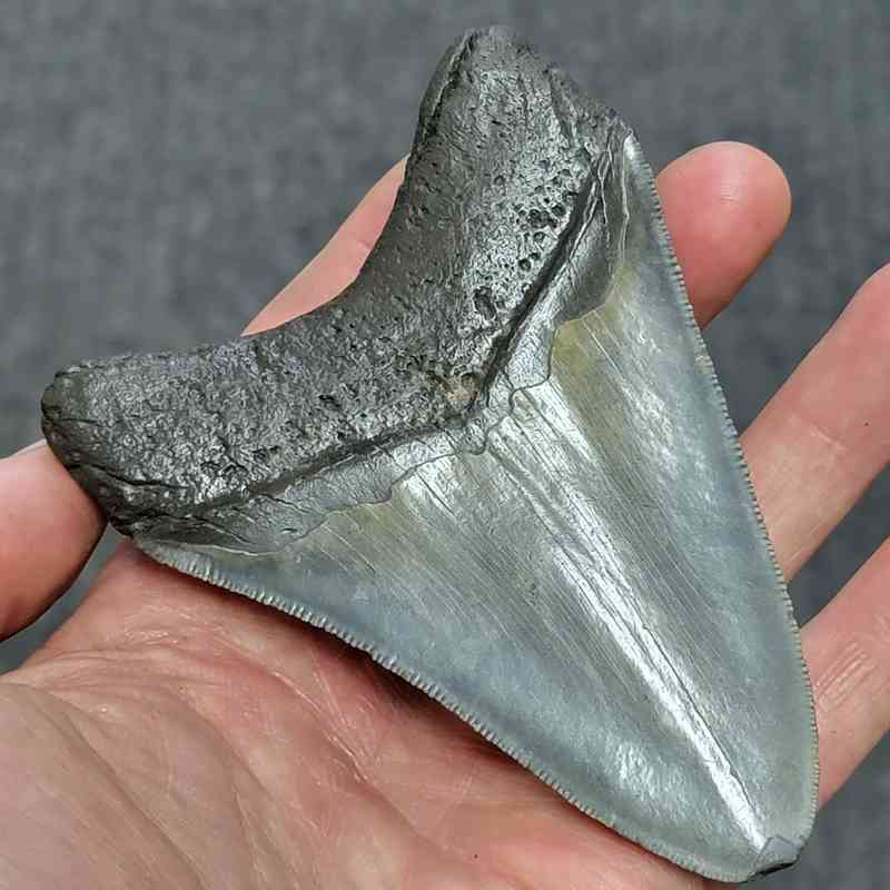 Megalodon Shark Tooth - STCOM4-42 - Image 3