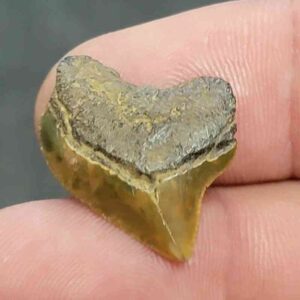 Crow Shark Tooth Squalicorax kaupi - Stsquali-1