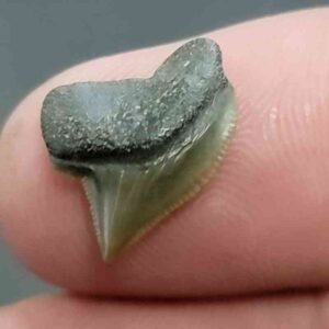 Crow Shark Tooth Squalicorax kaupi- Stsquali-10