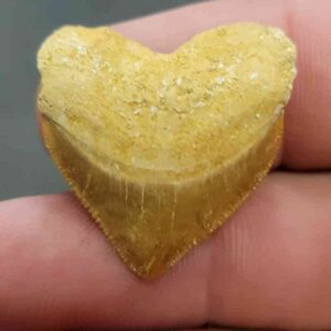 Crow Shark Tooth Squalicorax pristodontus- Stsquali-11