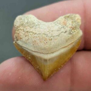 Crow Shark Tooth Squalicorax pristodontus- Stsquali-12
