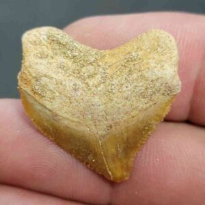Crow Shark Tooth Squalicorax pristodontus- Stsquali-13