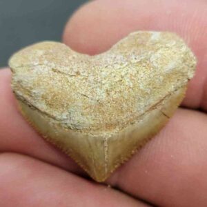 Crow Shark Tooth Squalicorax pristodontus- Stsquali-14