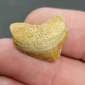 Crow Shark Tooth Squalicorax pristodontus- Stsquali-15