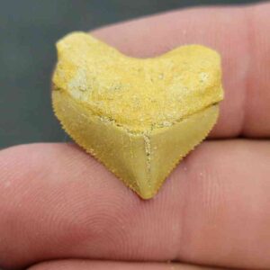 Crow Shark Tooth Squalicorax pristodontus- Stsquali-16
