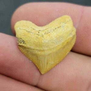 Crow Shark Tooth Squalicorax pristodontus- Stsquali-17