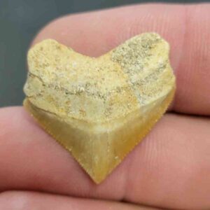 Crow Shark Tooth Squalicorax pristodontus- Stsquali-18
