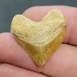 Crow Shark Tooth Squalicorax pristodontus- Stsquali-19