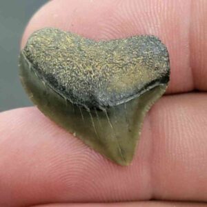 Crow Shark Tooth Squalicorax kaupi - Stsquali-2