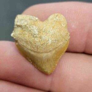 Crow Shark Tooth Squalicorax pristodontus- Stsquali-20