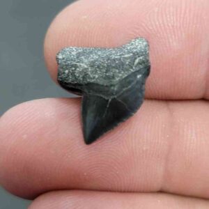 Crow Shark Tooth, Squalicorax cf. yangaensis - Stsquali-21