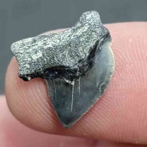 Crow Shark Tooth, Squalicorax cf. yangaensis - Stsquali-22