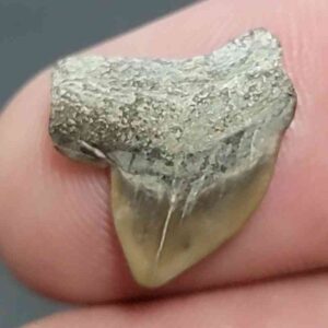 Crow Shark Tooth, Squalicorax cf. yangaensis - Stsquali-23