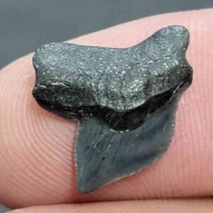 Crow Shark Tooth, Squalicorax cf. yangaensis - Stsquali-24