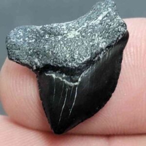 Crow Shark Tooth, Squalicorax cf. yangaensis - Stsquali-25