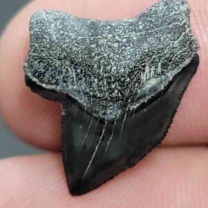 Crow Shark Tooth, Squalicorax cf. yangaensis - Stsquali-26