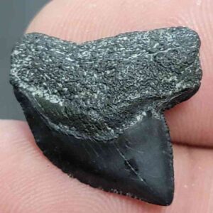Crow Shark Tooth, Squalicorax cf. yangaensis - Stsquali-27