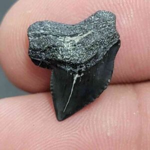 Crow Shark Tooth, Squalicorax cf. yangaensis - Stsquali-28