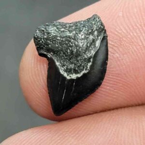Crow Shark Tooth, Squalicorax cf. yangaensis - Stsquali-29