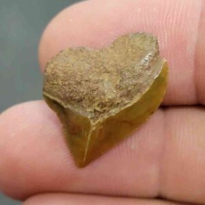 Crow Shark Tooth Squalicorax kaupi- Stsquali-3