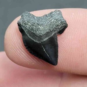 Crow Shark Tooth, Squalicorax cf. yangaensis - Stsquali-30