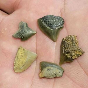 Intuitevly Selected Crow Shark Teeth Squalicorax kaupi, 5 partial fossils - Stsquali-31