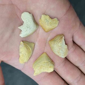 Intuitevly Selected Crow Shark Teeth Squalicorax pristodontus, 5 partial fossils - Stsquali-32