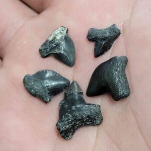 Intuitievly Selected Crow Shark Teeth Squalicorax cf. yangaensis  5 partial fossils - Stsquali-33