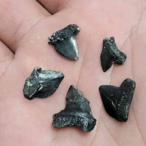 squalicorax shark teeth