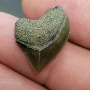 Crow Shark Tooth Squalicorax kaupi- Stsquali-4