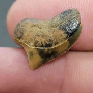 Crow Shark Tooth Squalicorax kaupi- Stsquali-5