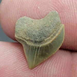 Crow Shark Tooth Squalicorax kaupi- Stsquali-6