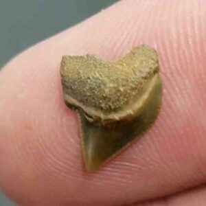 Crow Shark Tooth Squalicorax kaupi- Stsquali-7