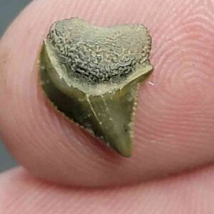 Crow Shark Tooth Squalicorax kaupi- Stsquali-8