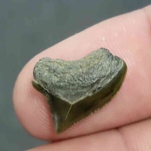 Crow Shark Tooth Squalicorax kaupi- Stsquali-9