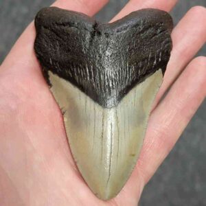 Megalodon Shark Tooth - STCOM3.5-29