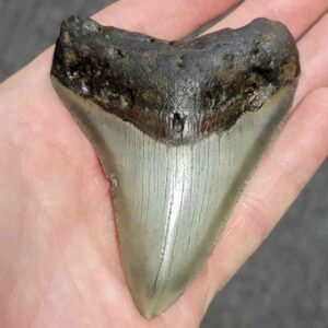 Megalodon Shark Tooth - STCOM3.5-3