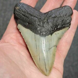 Megalodon Shark Tooth - STCOM3.5-36