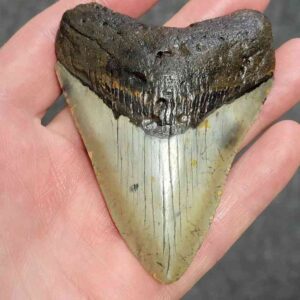 Megalodon Shark Tooth - STCOM3.5-43