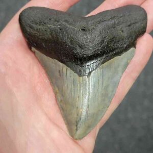 Megalodon Shark Tooth - STCOM3.5-44