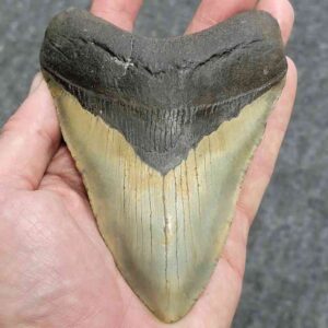 Megalodon Shark Tooth - STCOM5-1