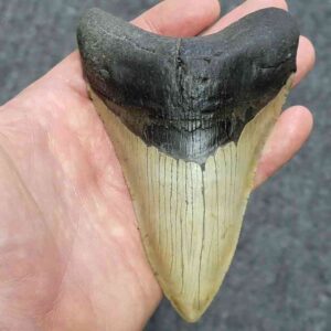 Megalodon Shark Tooth - STCOM5-2