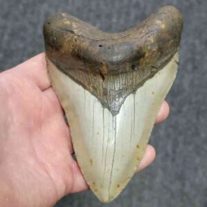 Megalodon Shark Tooth - STCOM5.5-18