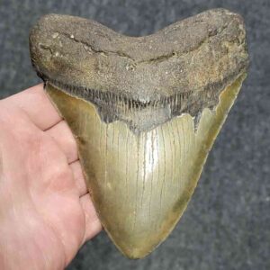 Megalodon Shark Tooth - STCOM5.5-19