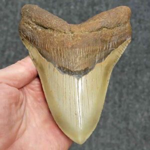 Megalodon Shark Tooth - STCOM5.5-4