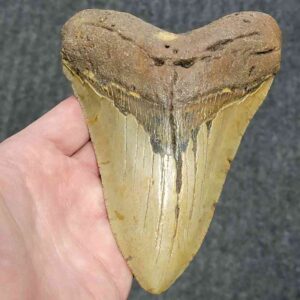 Megalodon Shark Tooth - STCOM5.75-1