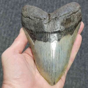 Megalodon Shark Tooth - STCOM5.75-10