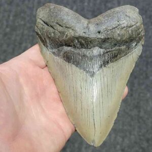 Megalodon Shark Tooth - STCOM5.75-11