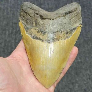 Megalodon Shark Tooth - STCOM5.75-12